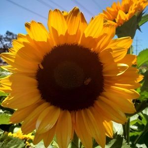 Meet your Posher, Fabiola